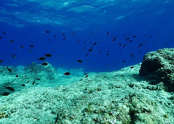 Immagine non trovata