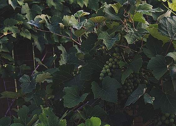 Immagine non trovata