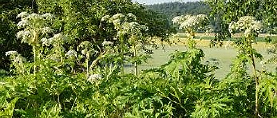 Allerta – Ustioni causate dalla pianta Heracleum mantegazzianum