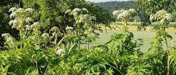 Allerta – Ustioni causate dalla pianta Heracleum mantegazzianum