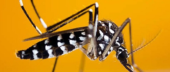 Adozione di Misure di Prevenzione e Controllo della Presenza degli Insetti Vettori Causa della Trasmissione di Malattie Infettive all'Uomo, in Particolare della Febbre del Nilo (West Nile Disease).