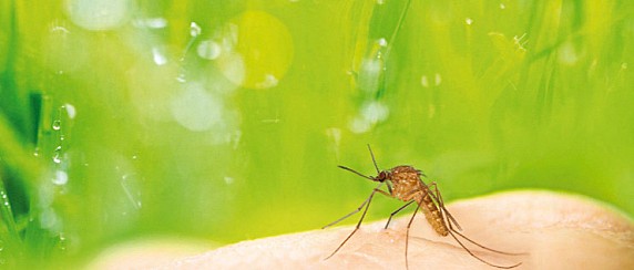 Prevenzione dell'infezione da West Nile Virus (Virus del Nilo Occidentale)