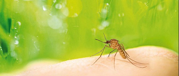 Prevenzione dell'infezione da West Nile Virus (Virus del Nilo Occidentale)