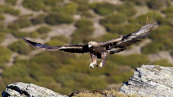 010_massiccio_del_gennargentu_aquila_reale-55 (1)