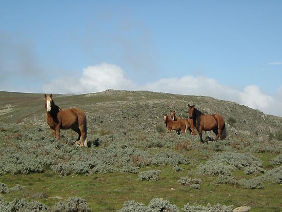 Aritzo-cavalli-del-Gennargentu-Fonte-Comune-di-Aritzo