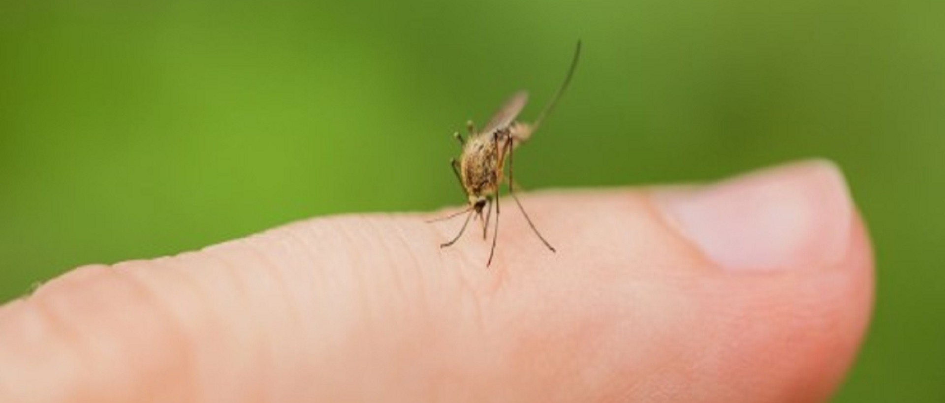 MATERIALE INFORMATIVO SULLA PREVENZIONE DEL CONTAGIO DA FEBBRE DEL NILO