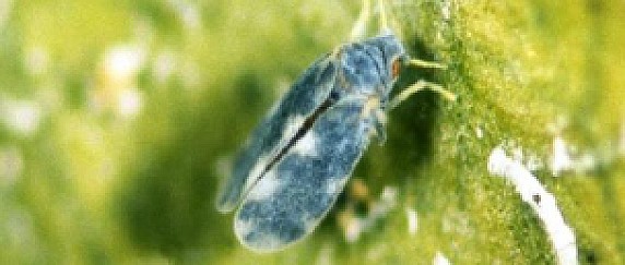 Presenza di Aleurocanthus spiniferus (aleurodide spinoso)