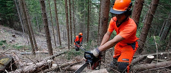 BANDO DI GARA AD ASTA PUBBLICA (soggetta ad offerta in aumento) PER LA VENDITA DEL MATERIALE LEGNOSO RITRAIBILE DAL BOSCO COMUNALE DENOMINATO “ACQUARAMATA CACUME” - PART.LLA N. 14 DEL FG. N. 67 - HA.66.21.58 - IMPORTO A BASE D’ASTA € 95.900,00 iva esent