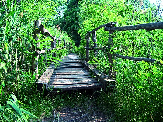 7 - Un ponte per Terabithia
