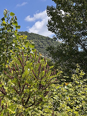 Torbiere_13