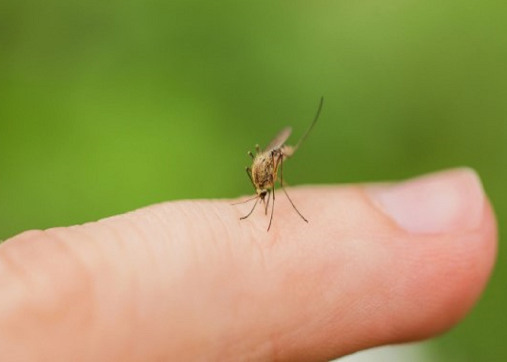 FEBBRE DEL NILO -  West Nile