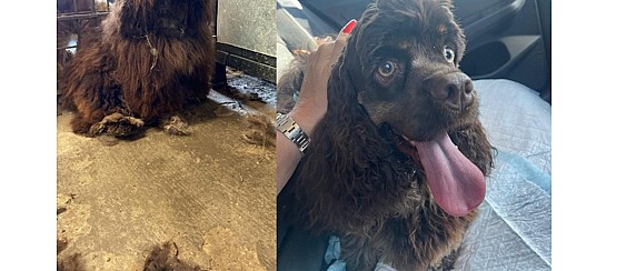 Cucciolo di cane smarrito