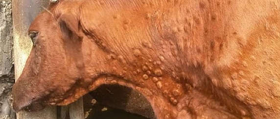 Incontro sul tema della Dermatite Nodulare Bovina