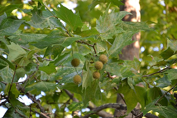 Veg_3
