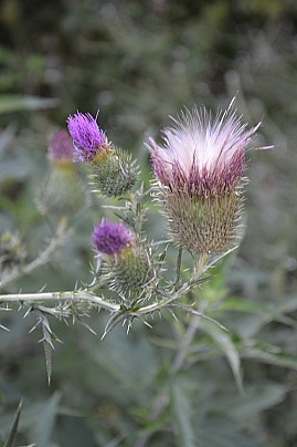 Veg_19