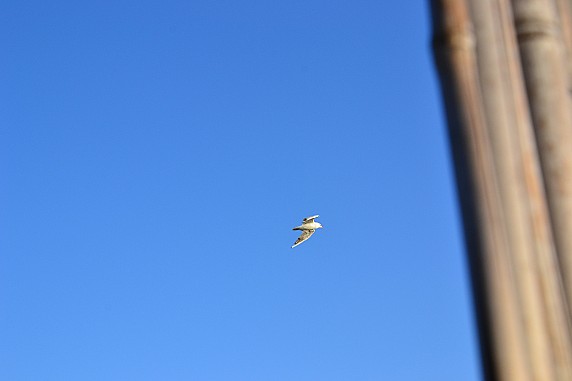 DSC_0103