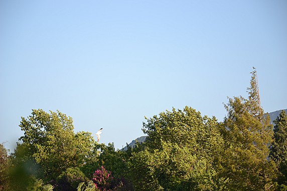 DSC_0102