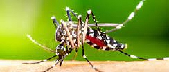 Calendario disinfestazioni estive