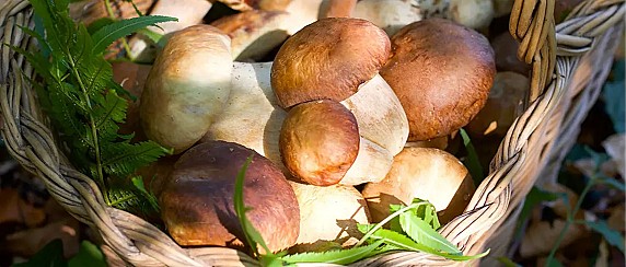 Ispettorato micologico