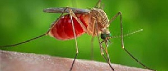 West Nile - Facciamo Chiarezza: Cos'è, Sintomi, Consigli.