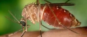West Nile virus