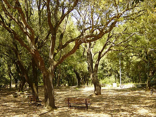 Bosco-2_small