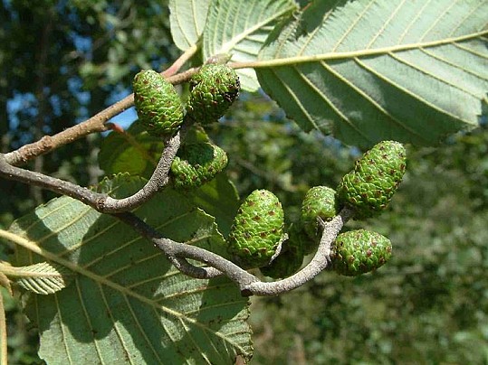 alnus_NG10