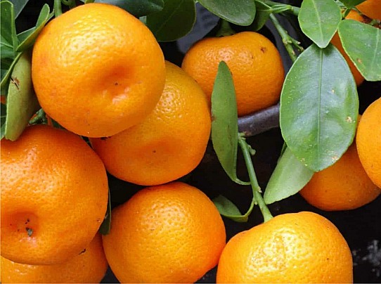 mandaranci