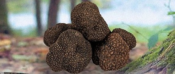 arrone-sagra-del-tartufo-thumb