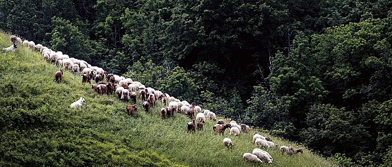 Concessione ad uso pascolo e seminerio dei terreni comunali ad uso civico annata agraria 2026-2028