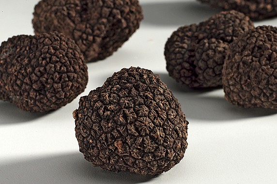 Prezzi-Tartufo-Uncinato
