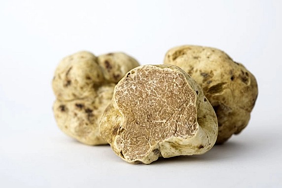 tartufo-bianco-abruzzese