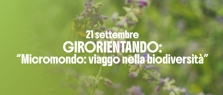 Immagine principale