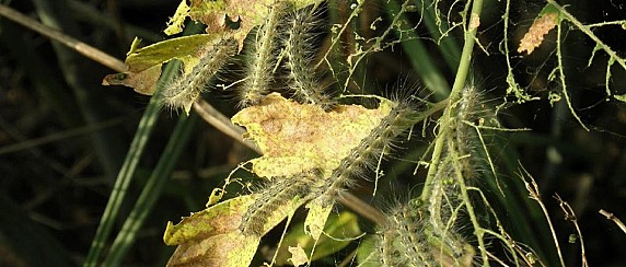 Presenza di Hyphantria cunea (Ifantria americana) nel territorio comunale di Motta Visconti – Esclusa la pericolosità per la salute pubblica