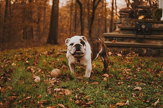Nuovi Cartelli - Deiezioni Canine