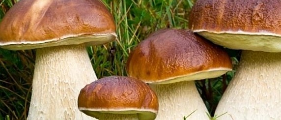 Raccolta funghi