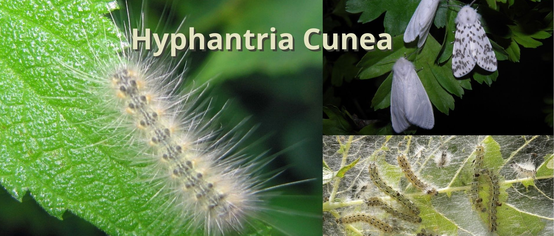 Hyphantria Cunea (Ifantria Americana), impariamo a conoscerla