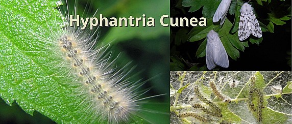 Hyphantria Cunea (Ifantria Americana), impariamo a conoscerla