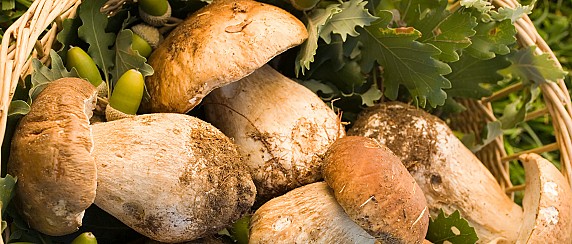 CORSO DI FORMAZIONE MICOLOGICA PER LA RACCOLTA FUNGHI