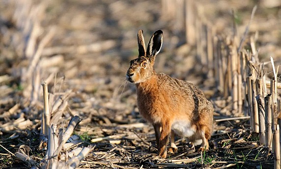 Lepre-sarda-e1602850543987-1320x795