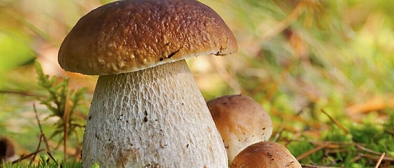 CORSO FORMATIVO PER IDONEITA' ALLA VENDITA FUNGHI E CONSULENZE MICOLOGICHE PER LA POPOLAZIONE