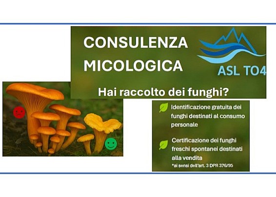 ASL TO4,                                                                                                                              Consulenza Micologica