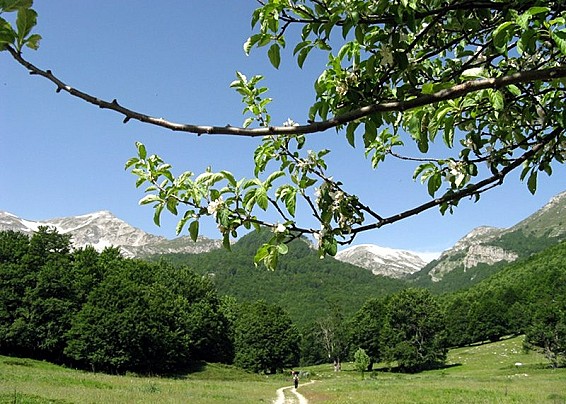 Immagine non trovata