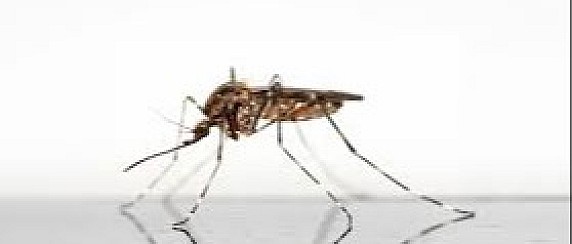 Prevenzione e controllo del virus West Nile