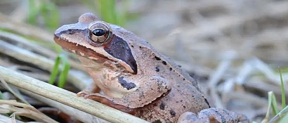CHIROTTERI (PIPISTRELLI) ANFIBI E RETTILI DEL BOSCO DI SANTA GIUSTINA
