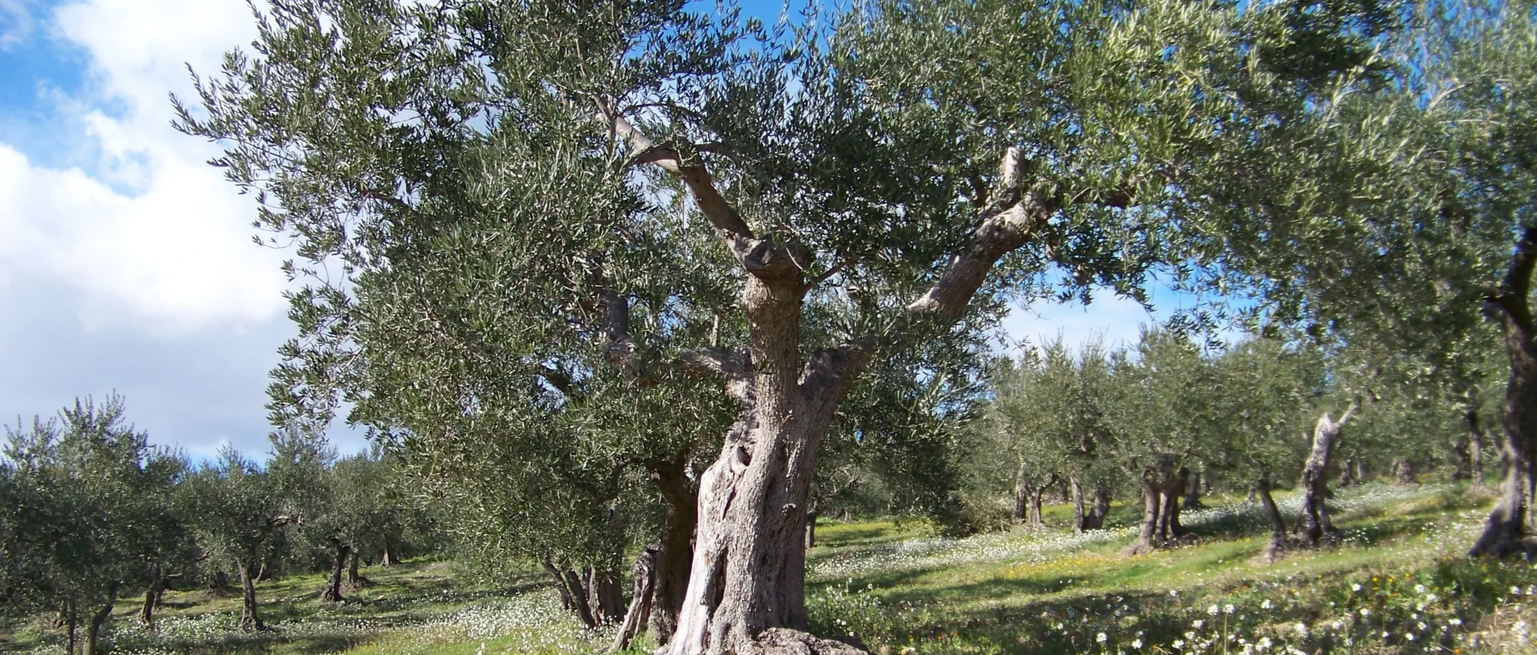 AVVISO PER CONCESSIONE TEMPORANEA GRATUITA DI PIANTE D’OLIVO DI PROPRIETA’ COMUNALE FINALIZZATA ESCLUSIVAMENTE ALLA RACCOLTA DELLE OLIVE NELLA STAGIONE 2025