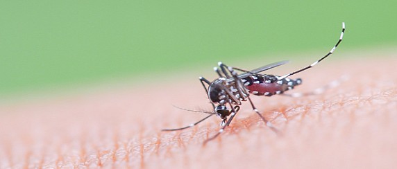 Avviso disinfestazione zanzare