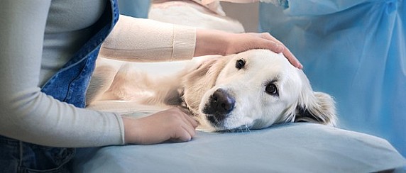 CAMPAGNA DI STERILIZZAZIONE GRATUITA CANI PADRONALI