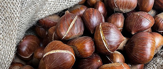 Castanea