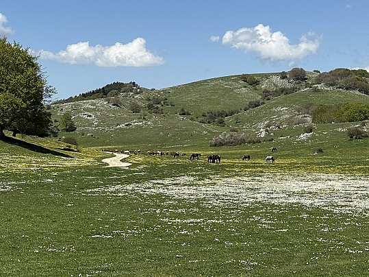 campocatino3